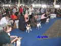 Euro Dog Show 2009